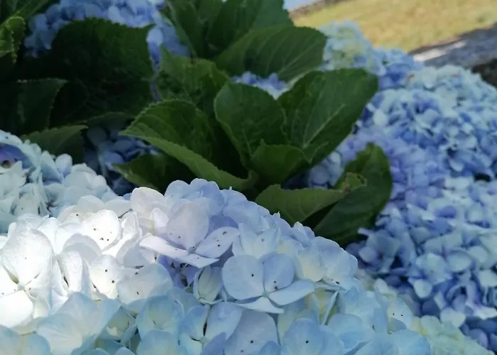 Апартаменты O Antigo Lagar Cinco Ribeiras